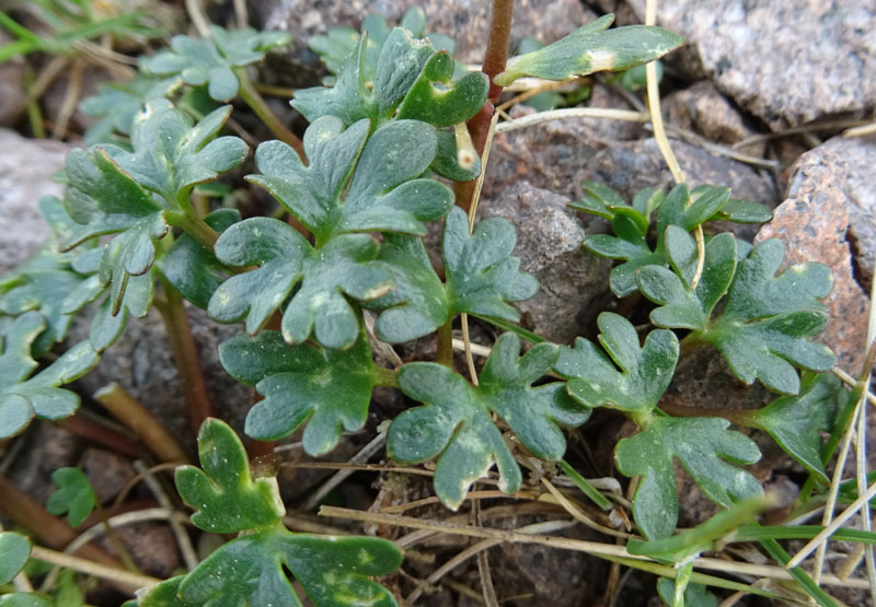 probabile: Ranunculus glacialis -Ranunculaceae